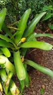 Image of Aechmea calyculata (É. Morren) Baker