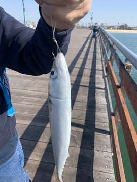 Image of Pacific Chub Mackerel