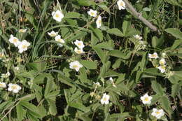 Image of Green Strawberry