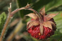 Image of Green Strawberry