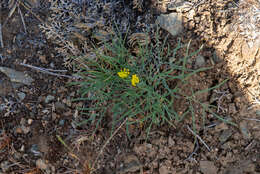 Image of Great Basin desertparsley