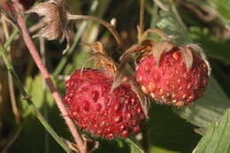 Image of Green Strawberry