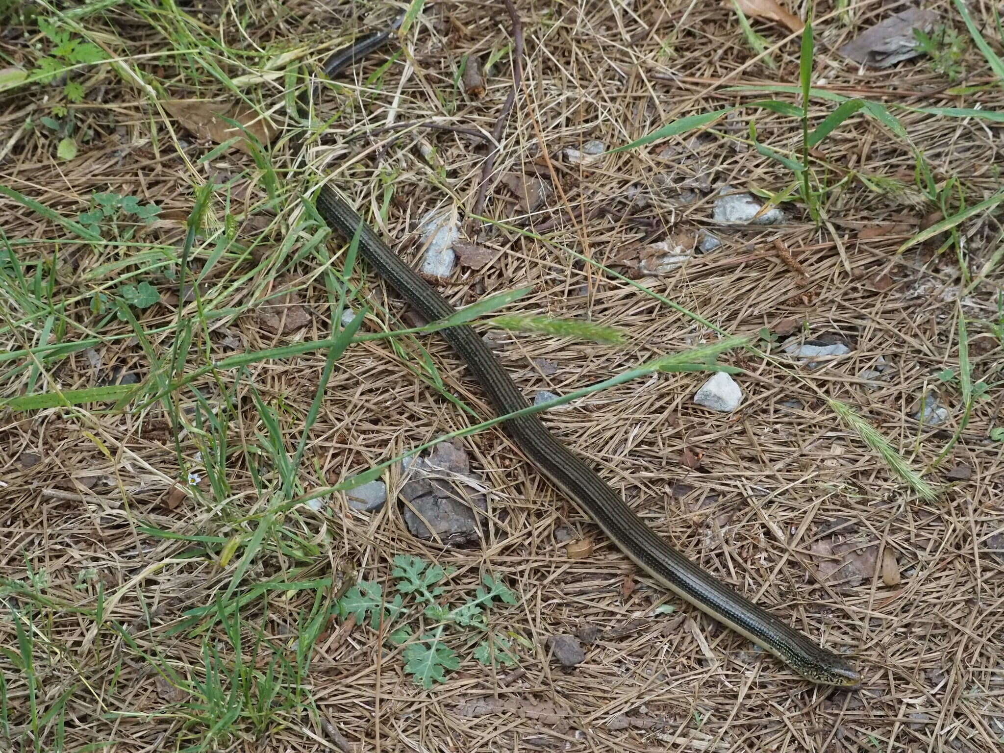 Image of Eastern Glass Lizard