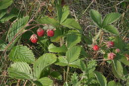 Image of Green Strawberry