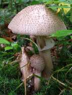 Image of Amanita rubescens Pers. 1797