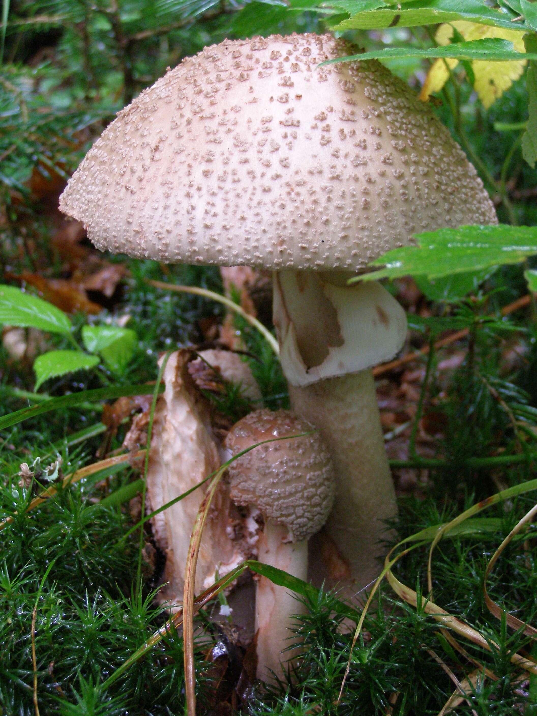 Image of Amanita rubescens Pers. 1797