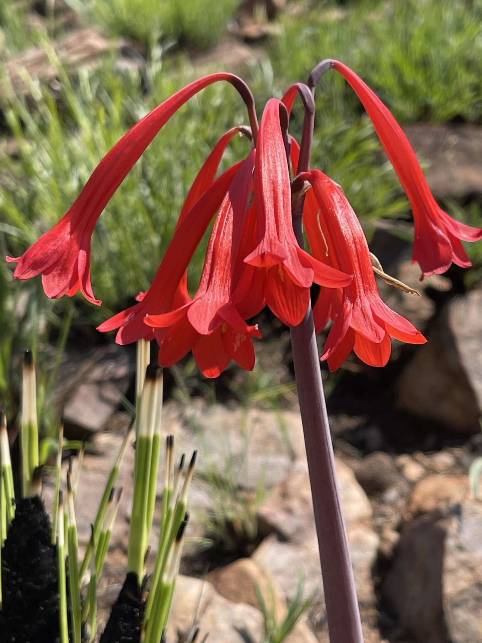 Image of Cyrtanthus contractus N. E. Br.