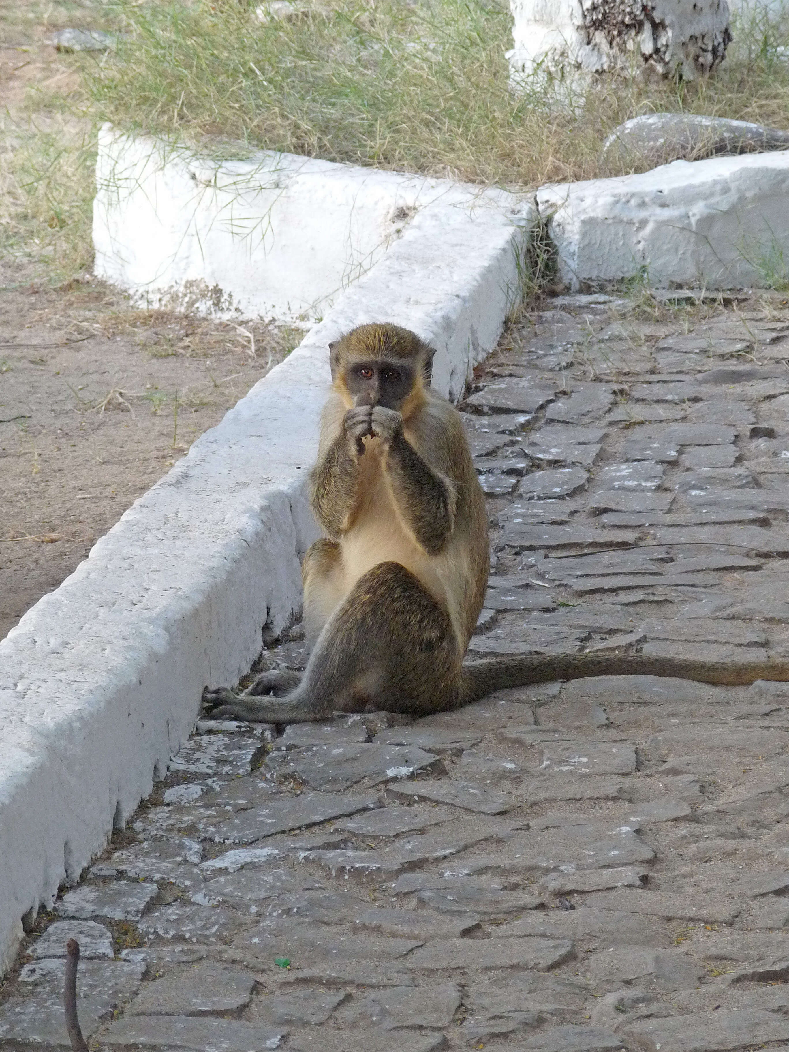 Image of Green Monkey