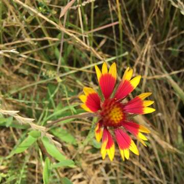 Image of <i>Gaillardia <i>pulchella</i></i> var. pulchella