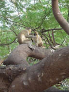 Image of Green Monkey