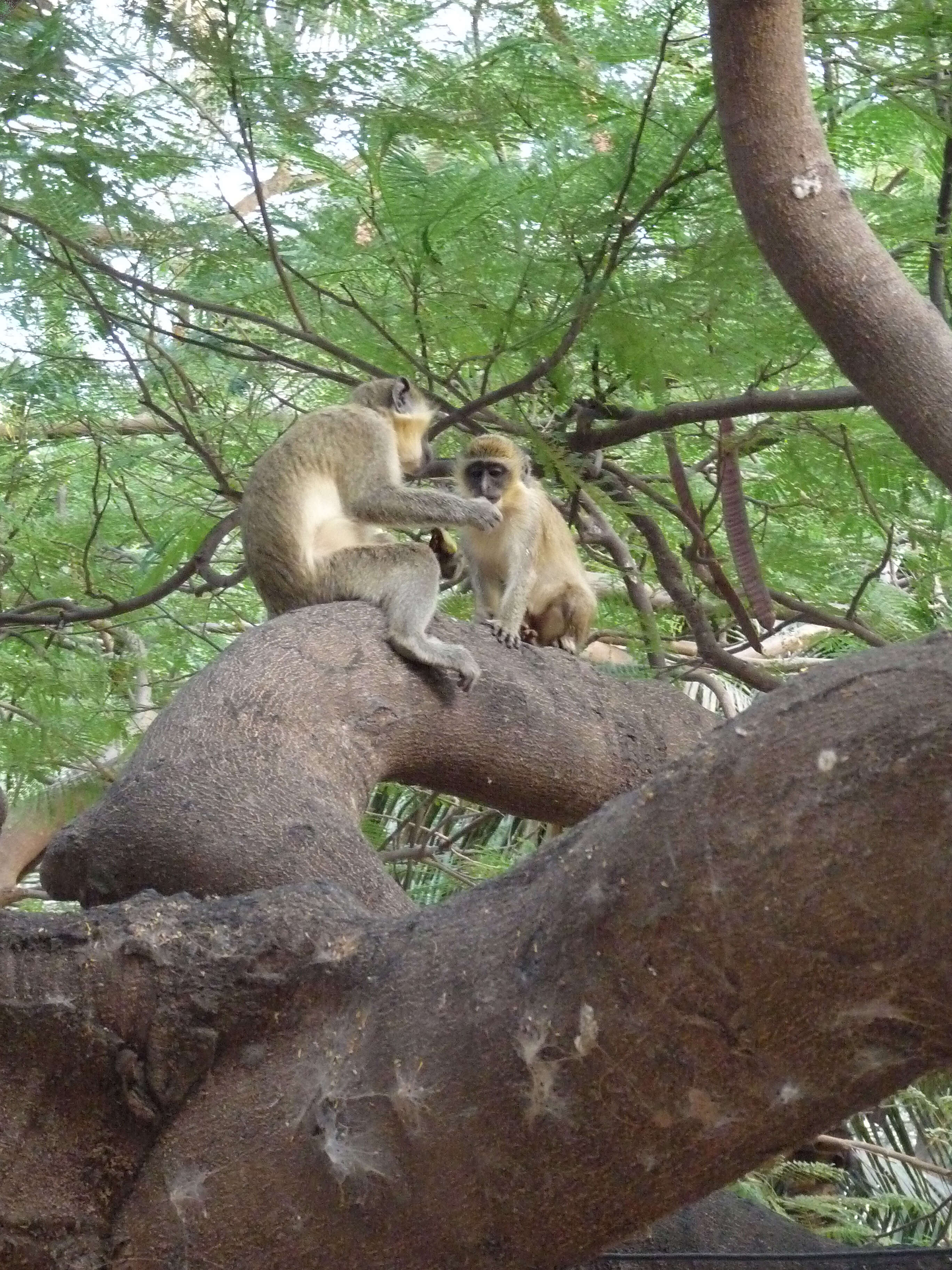 Image of Green Monkey