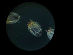 صورة Knoxia sumatrensis (Retz.) DC.