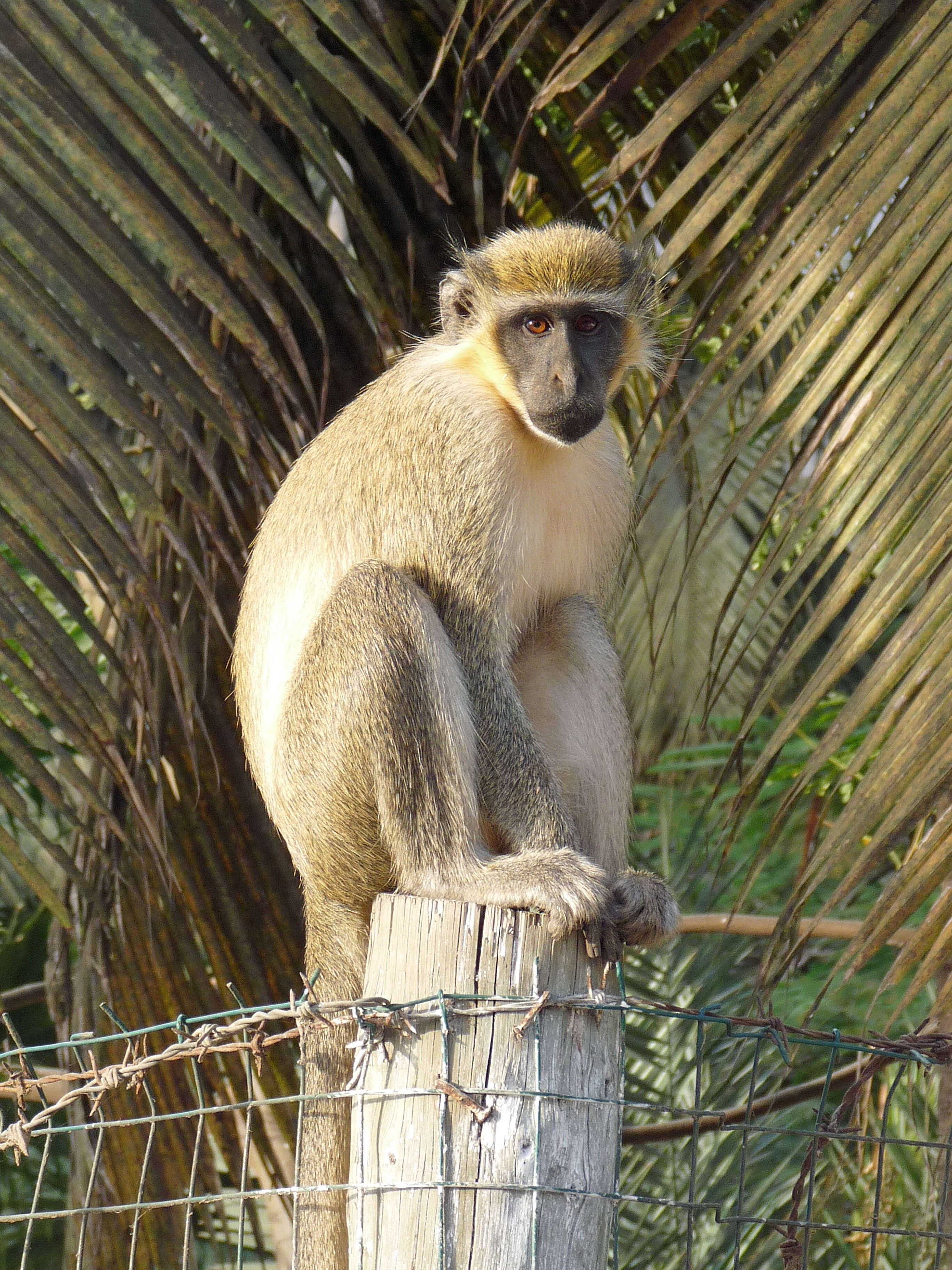 Image of Green Monkey