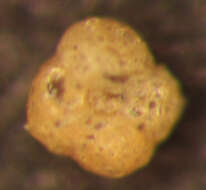 Image of Japanese foraminifer