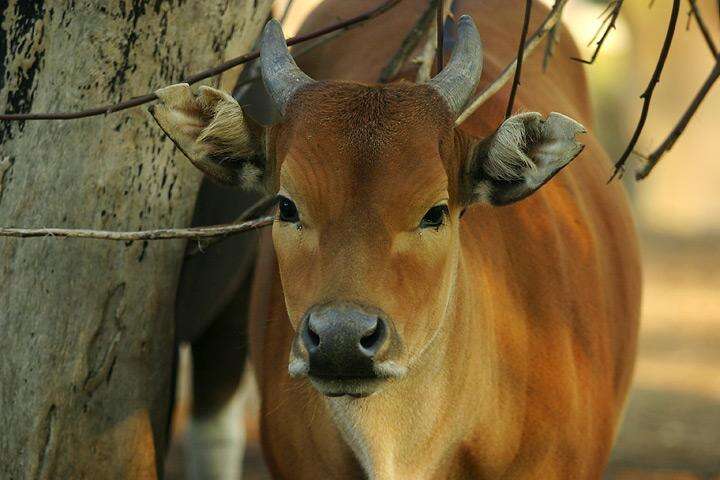 Image of Banteng