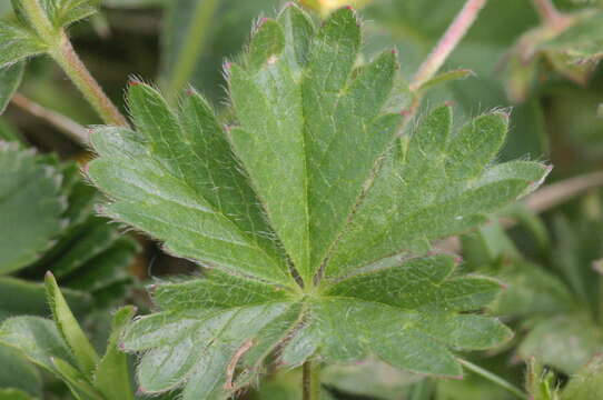 Слика од Potentilla crantzii (Crantz) Beck