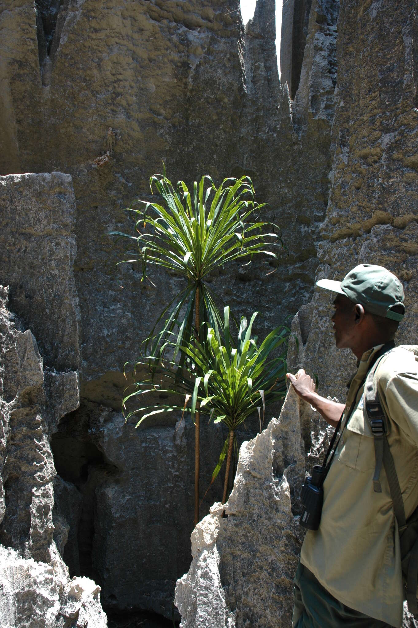 Image of Dracaena xiphophylla Baker