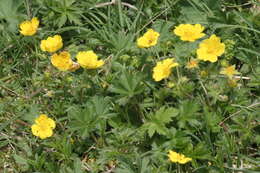 Слика од Potentilla crantzii (Crantz) Beck