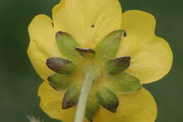 Слика од Potentilla crantzii (Crantz) Beck