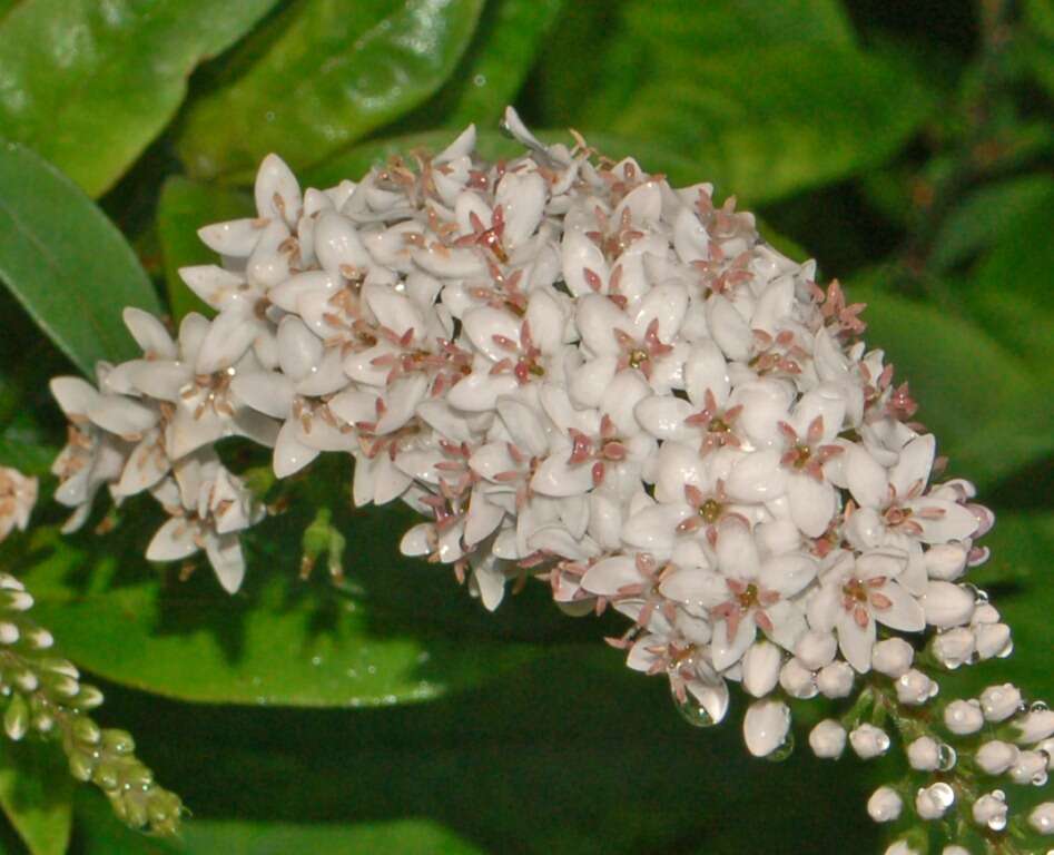 صورة Lysimachia clethroides Duby