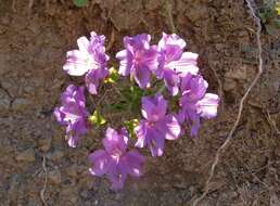 Image of Alstroemeria paupercula Phil.