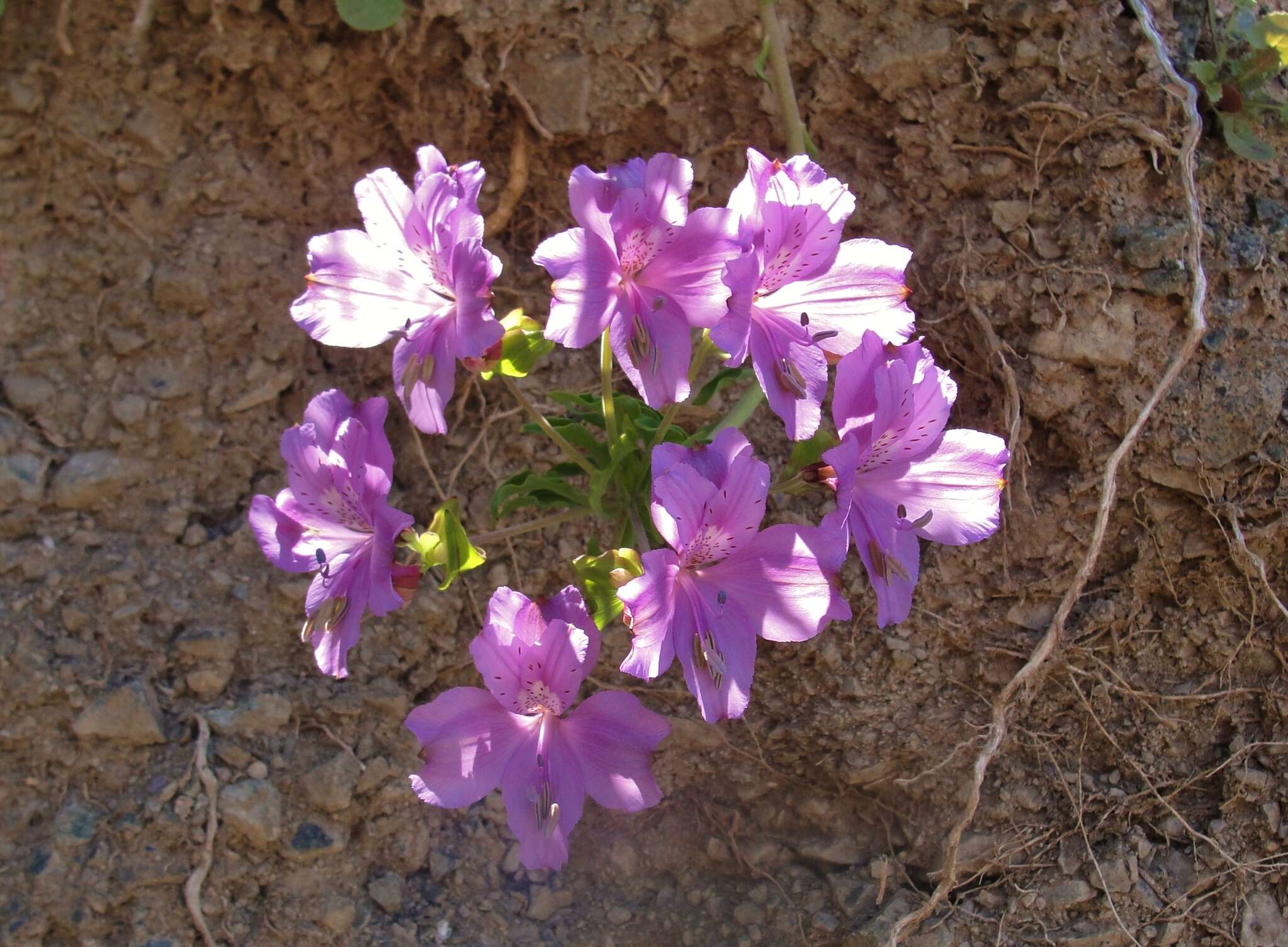 Image of Alstroemeria paupercula Phil.