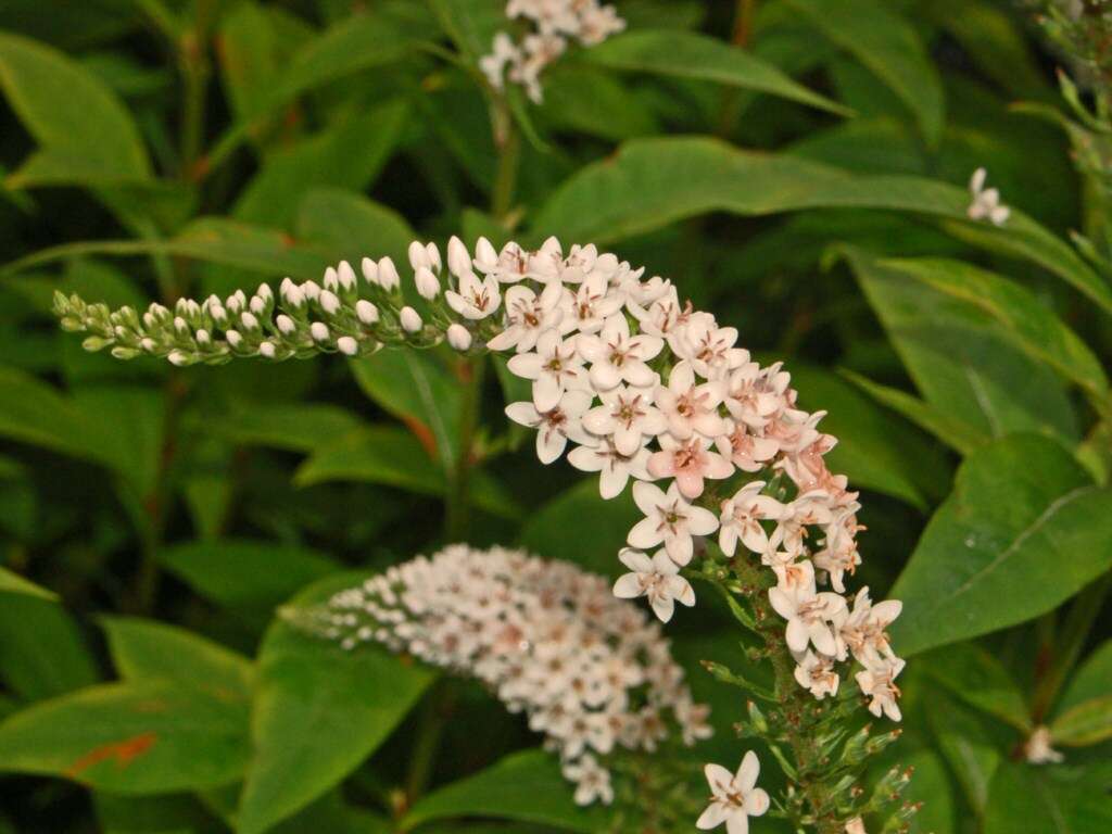 Image of gooseneck yellow loosestrife