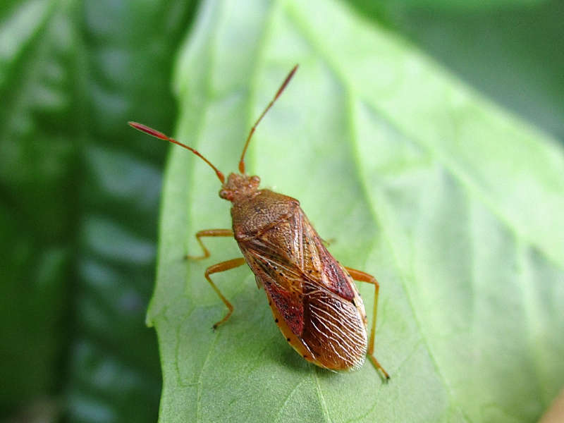 Plancia ëd Rhopalus (Aeschyntelus) maculatus (Fieber 1837)