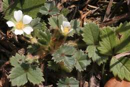 Image of Barren Strawberry