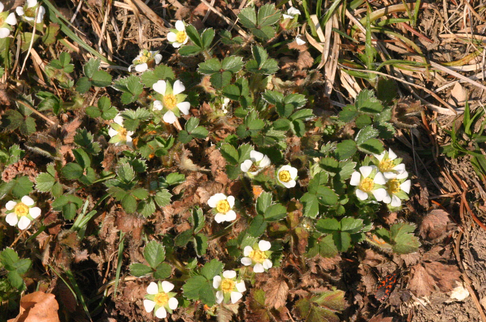 Image of Barren Strawberry