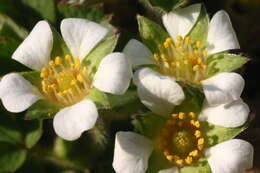 Image of Barren Strawberry