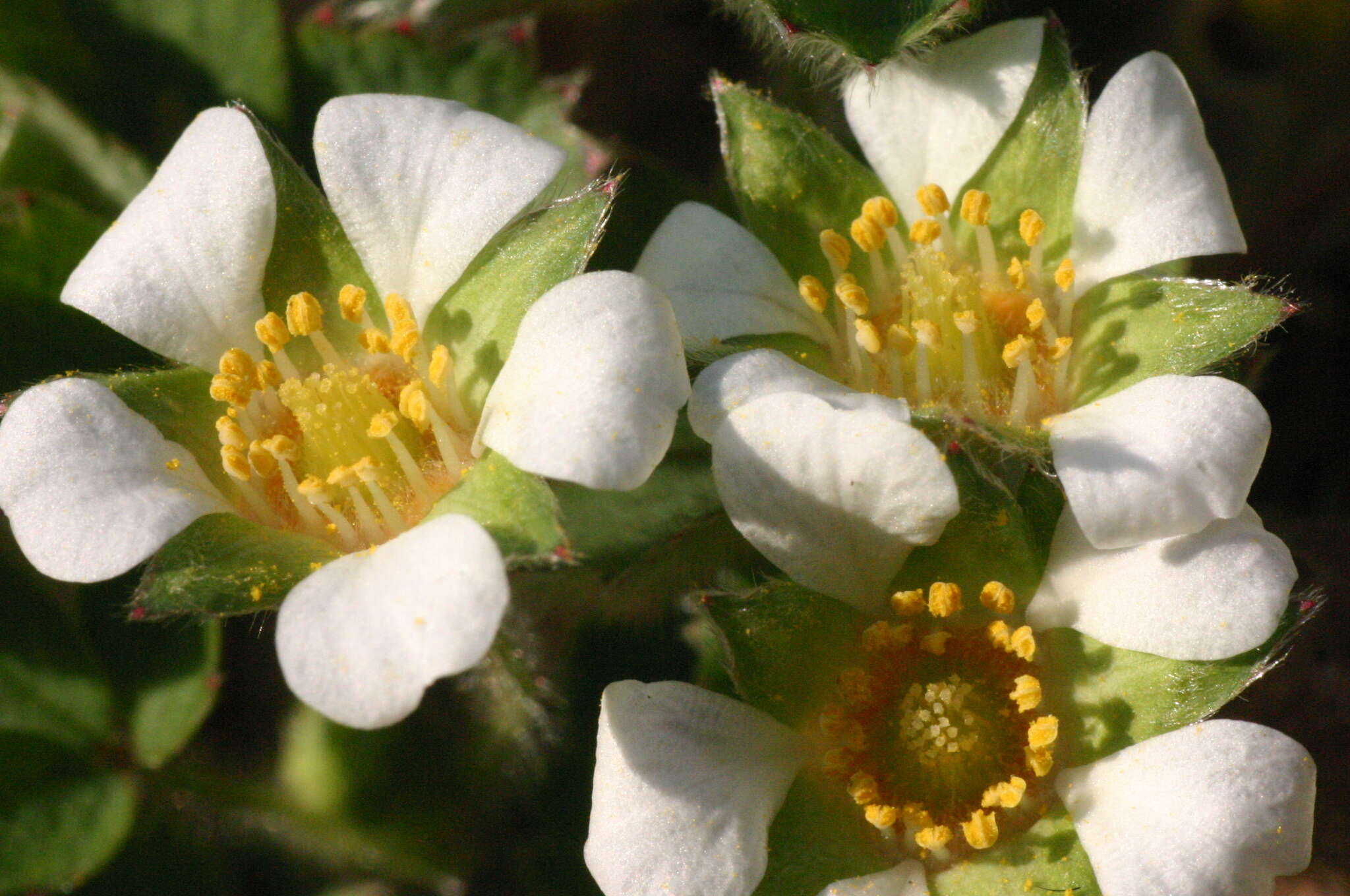 Image of Barren Strawberry