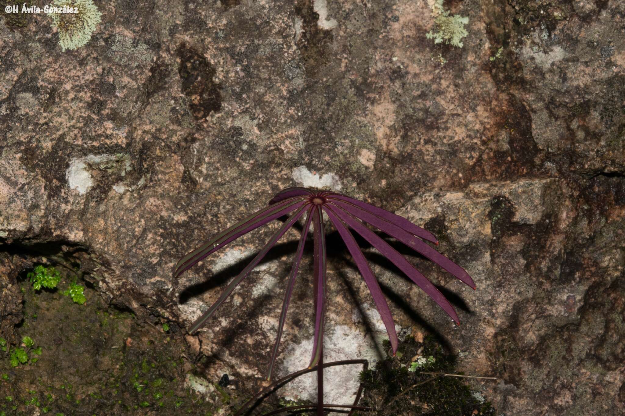 Sivun Oxalis hernandesii kuva