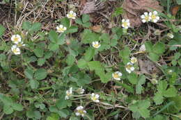 Image of Barren Strawberry