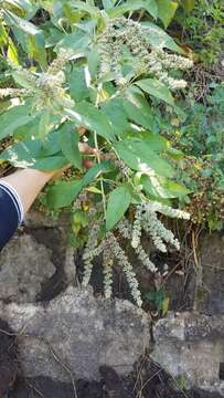 Image of Buddleja americana L.