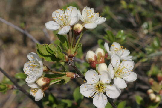 Image of European Dwarf Cherry