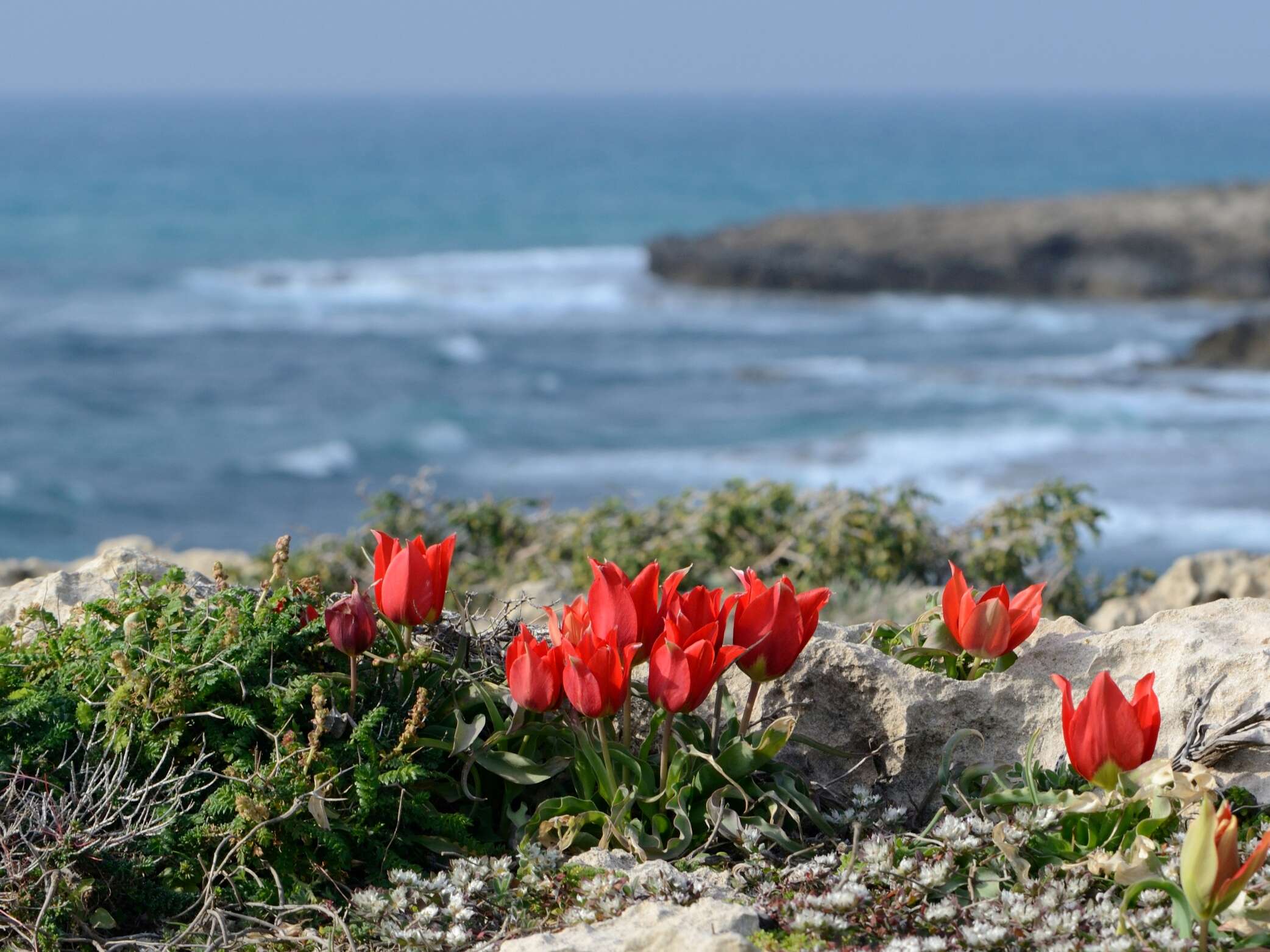 Image of Tulipa agenensis Redouté