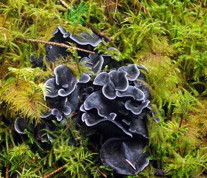 Image de Chanterelle bleue