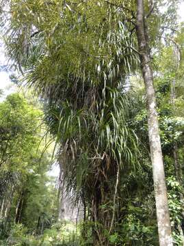 Freycinetia banksii A. Cunn. resmi