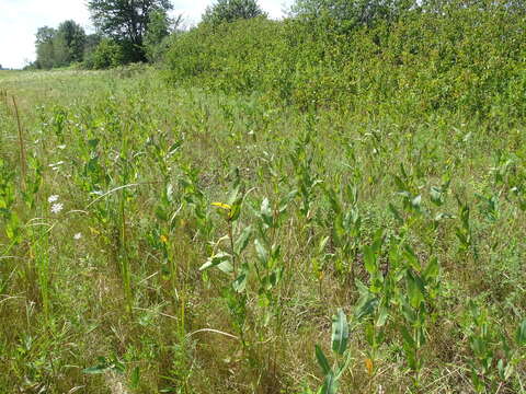 Image of prairie milkweed