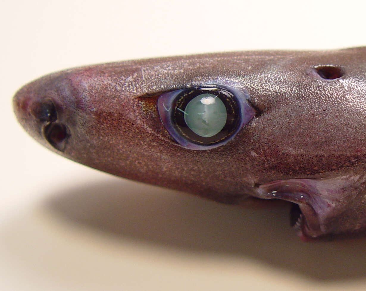 Image of Smooth Lanternshark