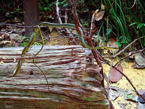 Imagem de Dendrelaphis cyanochloris (Wall 1921)