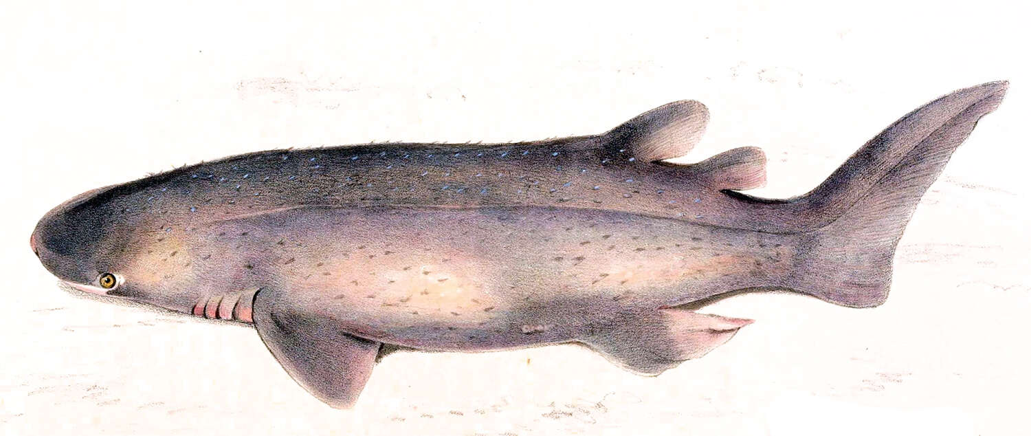 Image of Echinorhinus