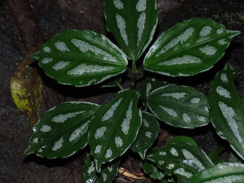 Imagem de Pilea cadierei Gagnep. & Guillaum.