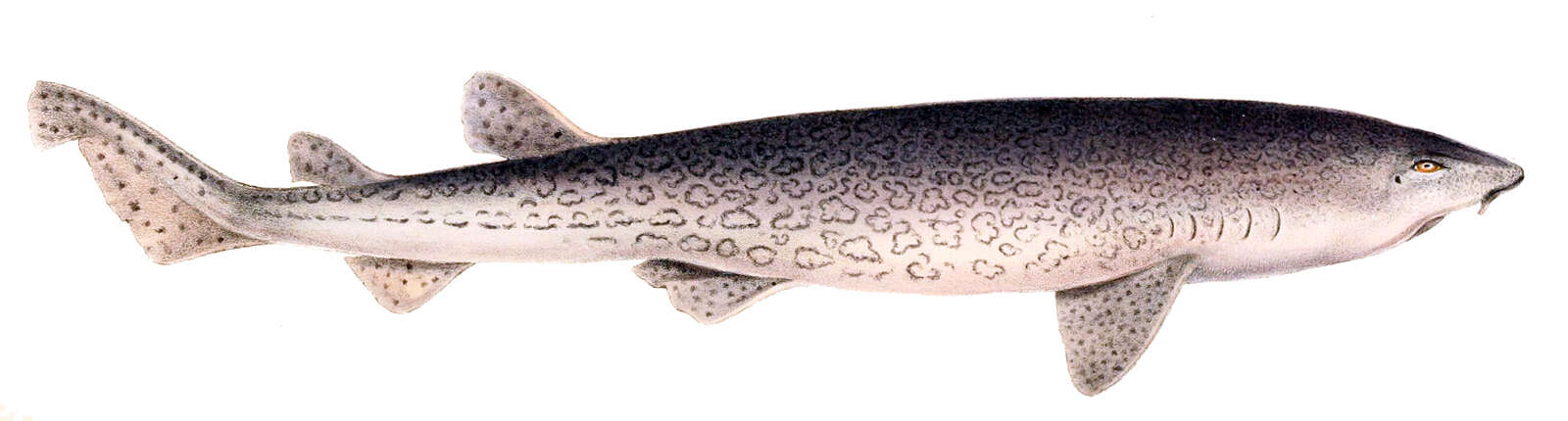 Image of Leopard Catshark