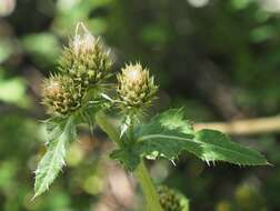 Plancia ëd Cirsium clavatum var. americanum (A. Gray) D. J. Keil