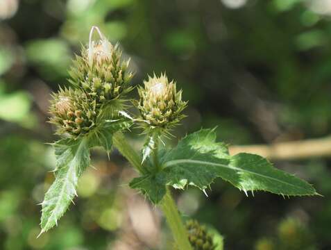 Plancia ëd Cirsium clavatum (M. E. Jones) Petr.