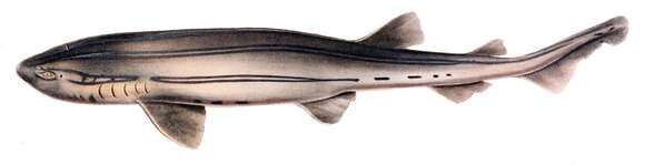 Image of Pyjama Shark