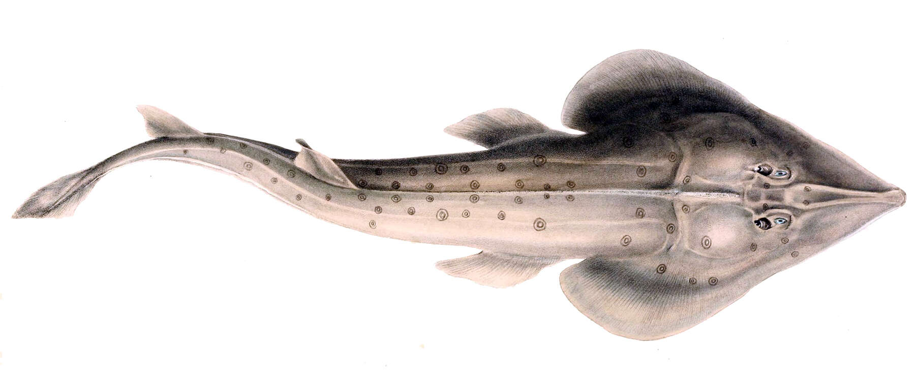 Image of Acroteriobatus