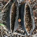 Image of Broad-leaved Bottle Tree